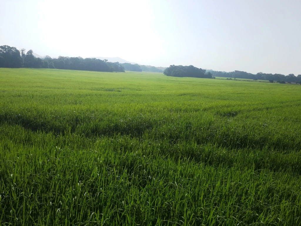 Agro Ganadera San Felipe