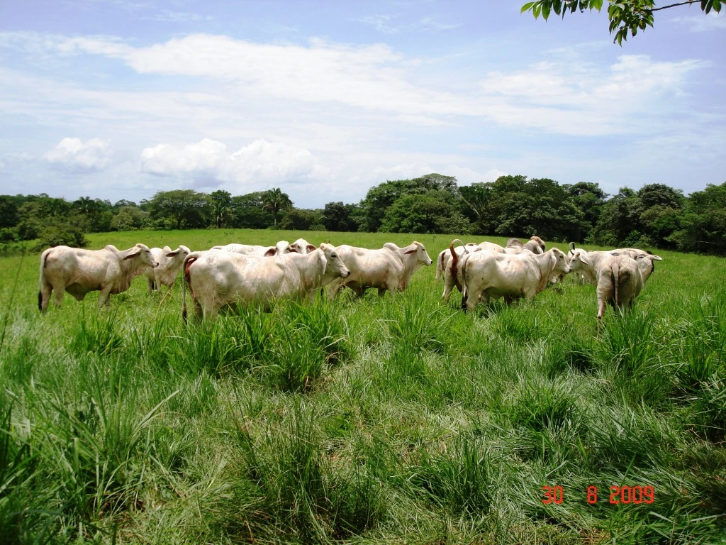 Agro Ganadera San Felipe