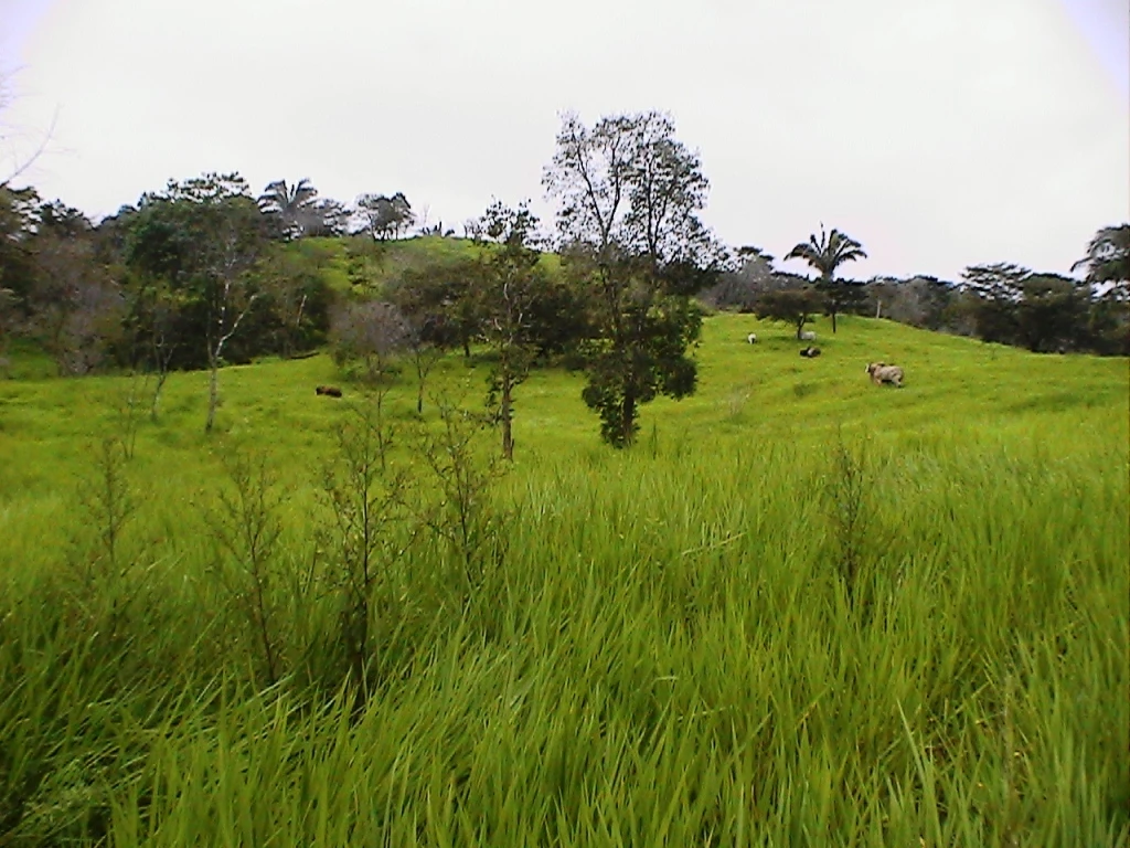 Agro Ganadera San Felipe