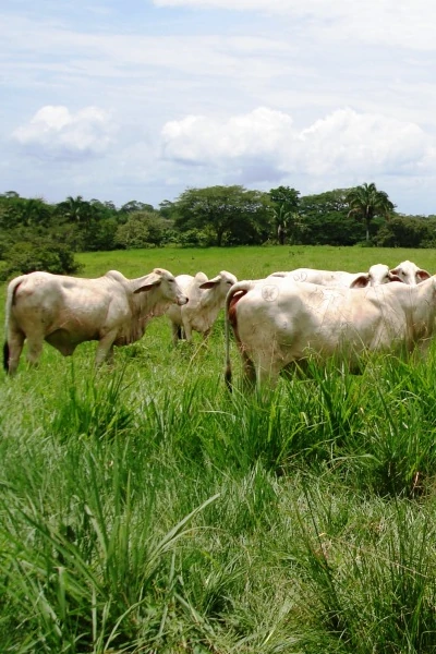 Agroganadera San felipe